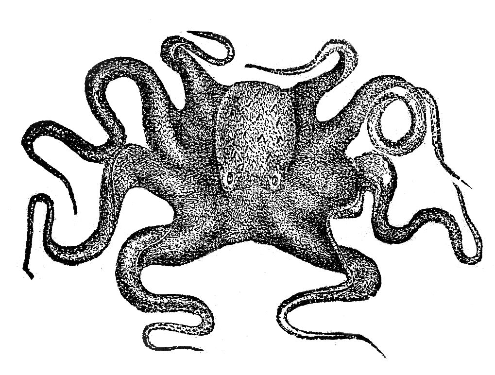 Octopus  black and white octopus black and white clipart 4