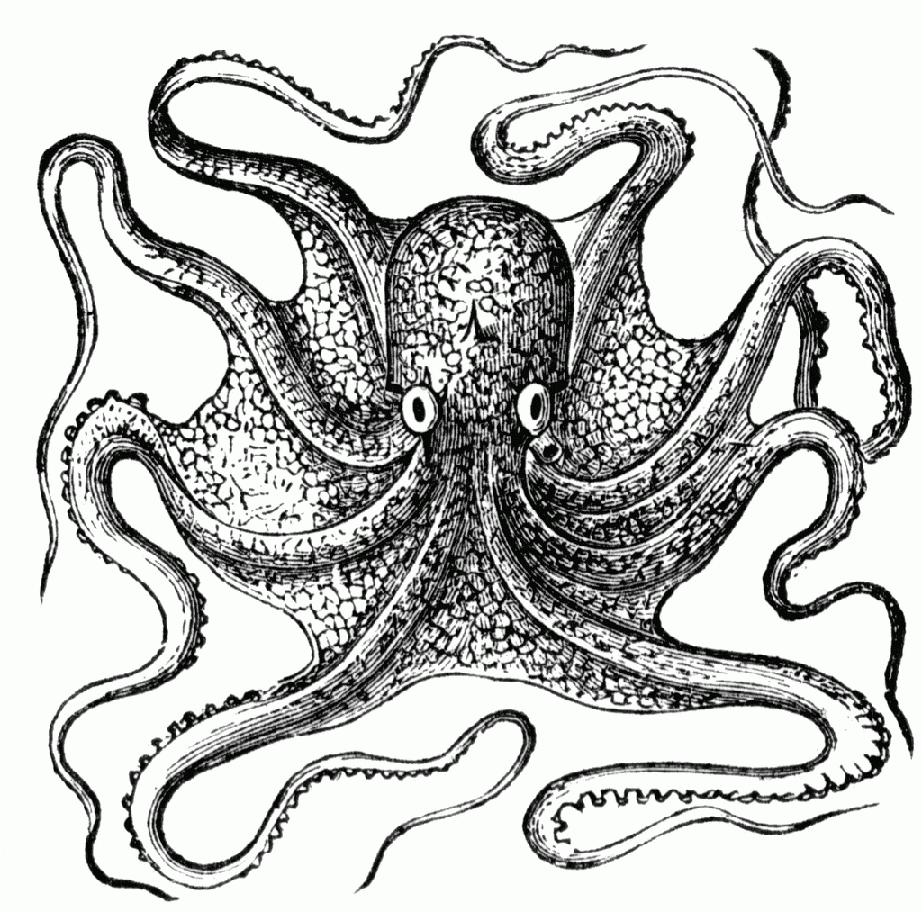 Octopus  black and white octopus clipart 2