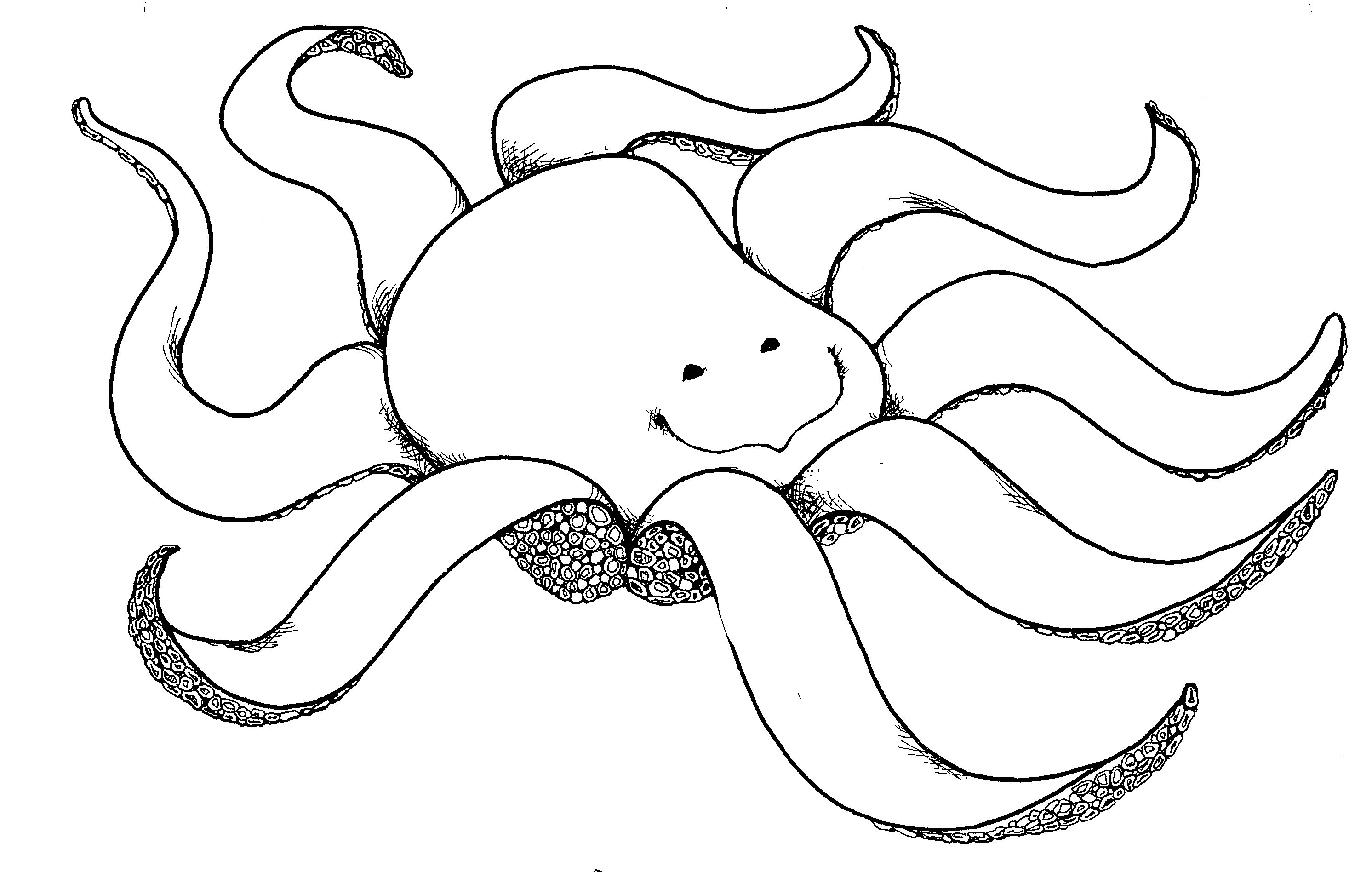 Octopus  black and white octopus clipart black and white free images 3