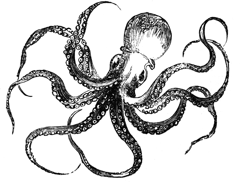 Octopus  black and white octopus clipart etc other black clipart black