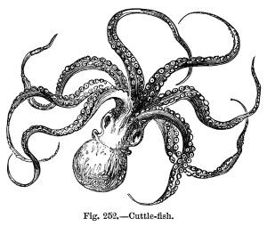Octopus  black and white vintage cuttlefish clipart octopus clip art black and white