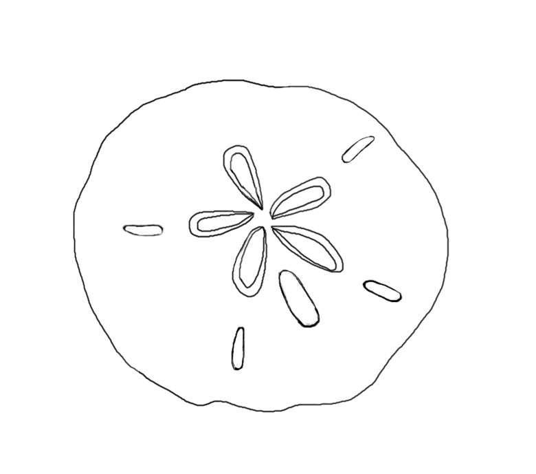 Photos of sand dollar template sketch clipart