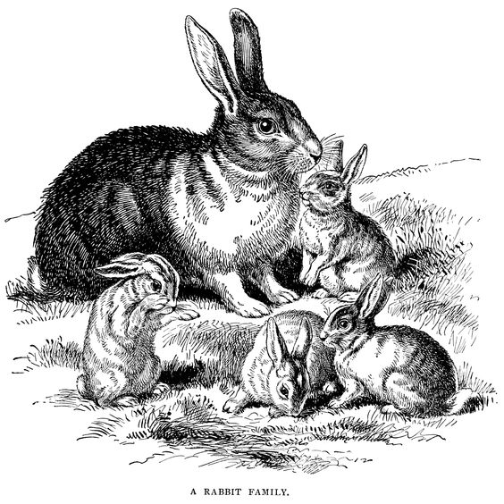 Rabbit  black and white a rabbit family free vintage printable clip art illustration
