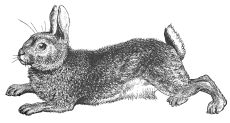 Rabbit  black and white free black and white rabbit clipart 1 page of clip art 2