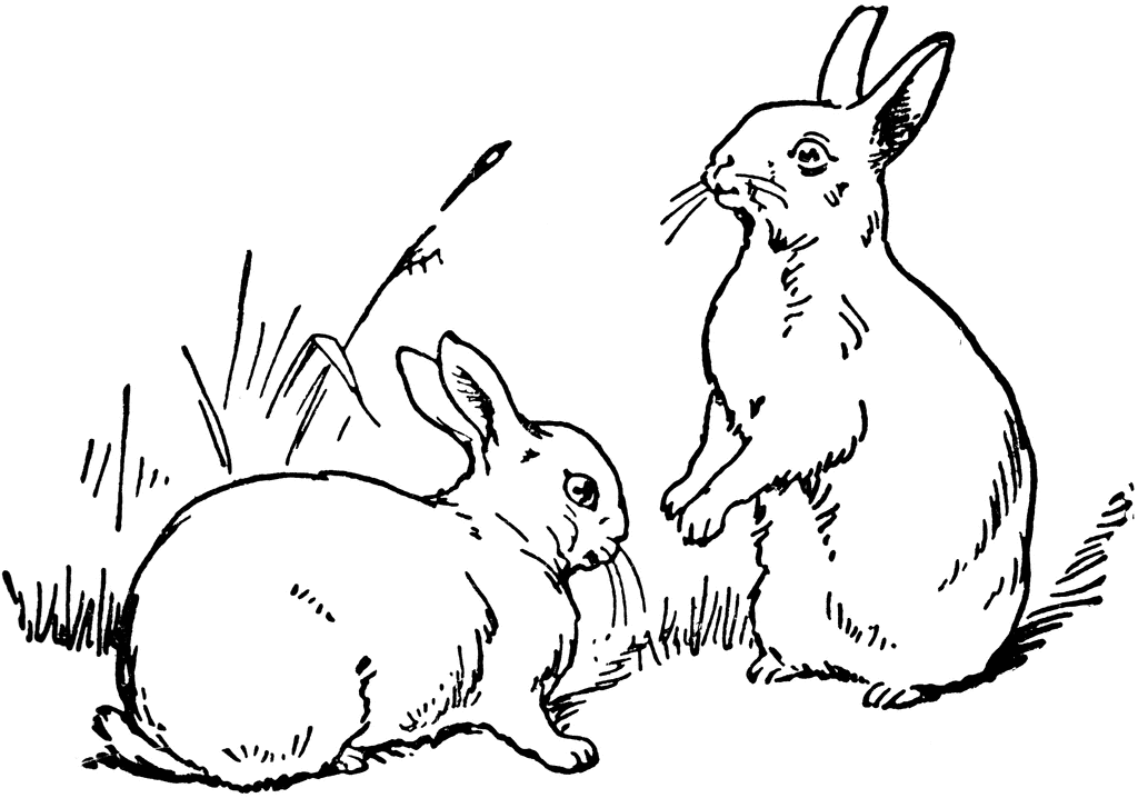 Rabbit  black and white white rabbit clipart