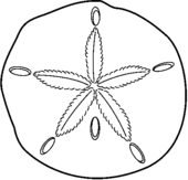 Sand dollar clip art 2 - WikiClipArt