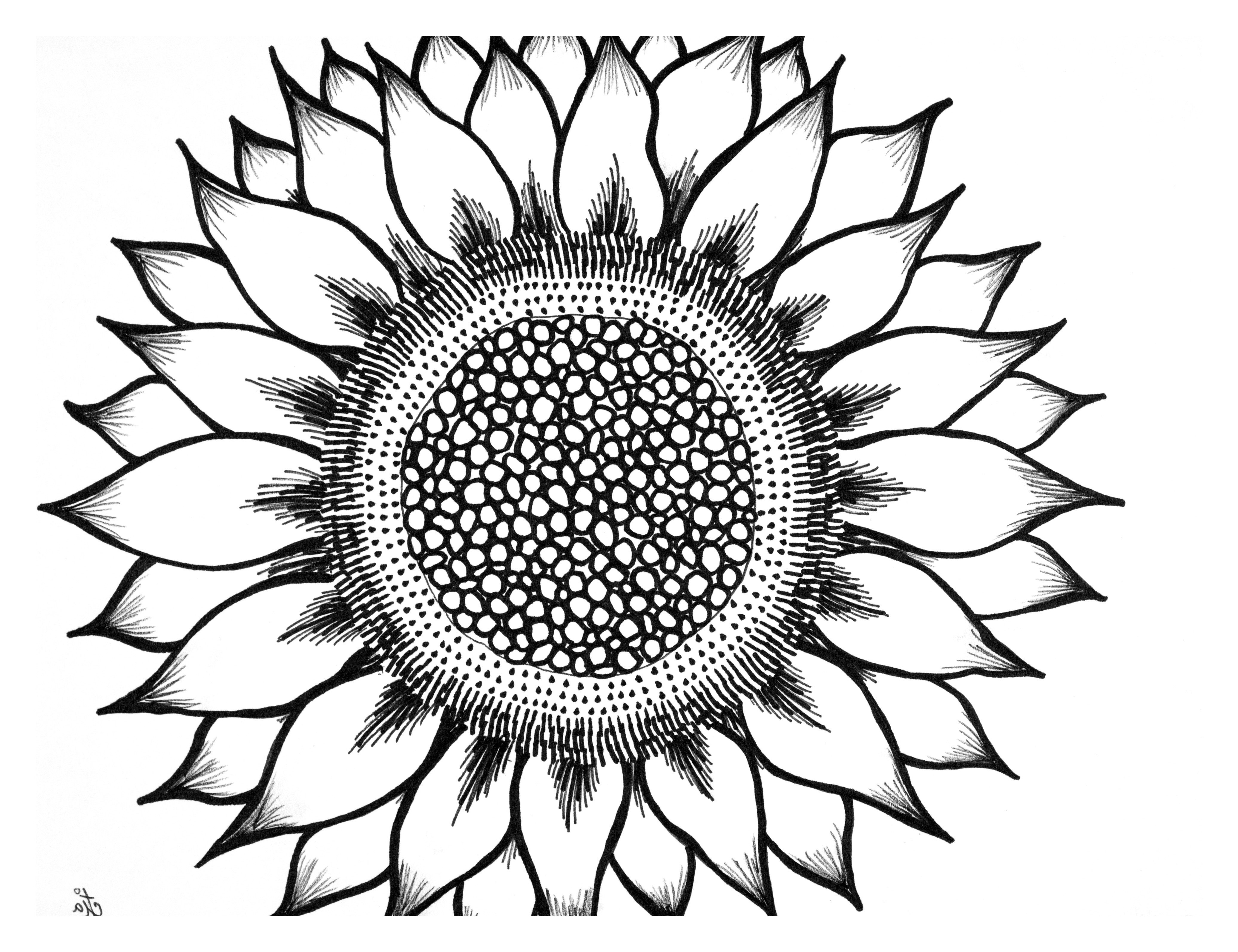 Sunflower Black And White Black And White Sunflower Drawing Free