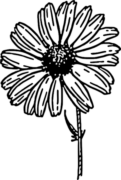 Sunflower  black and white flower black and white flower clipart border 2