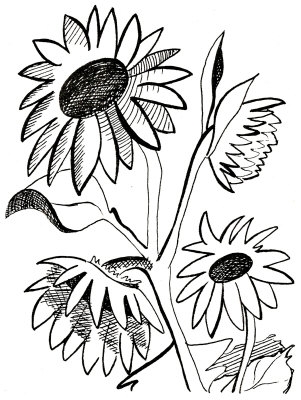 Sunflower  black and white free sunflower clipart black and white