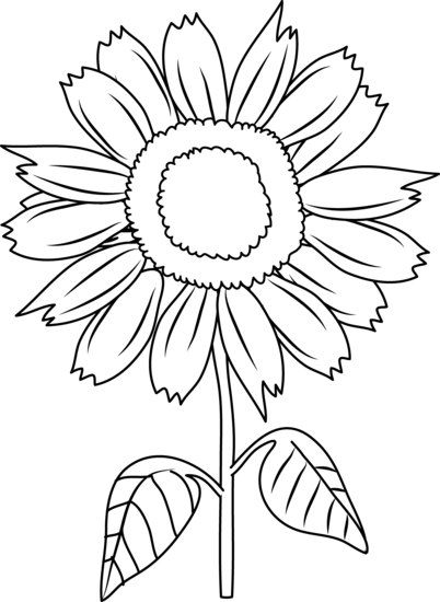 Sunflower  black and white sunflower clip art black and white clipartfest