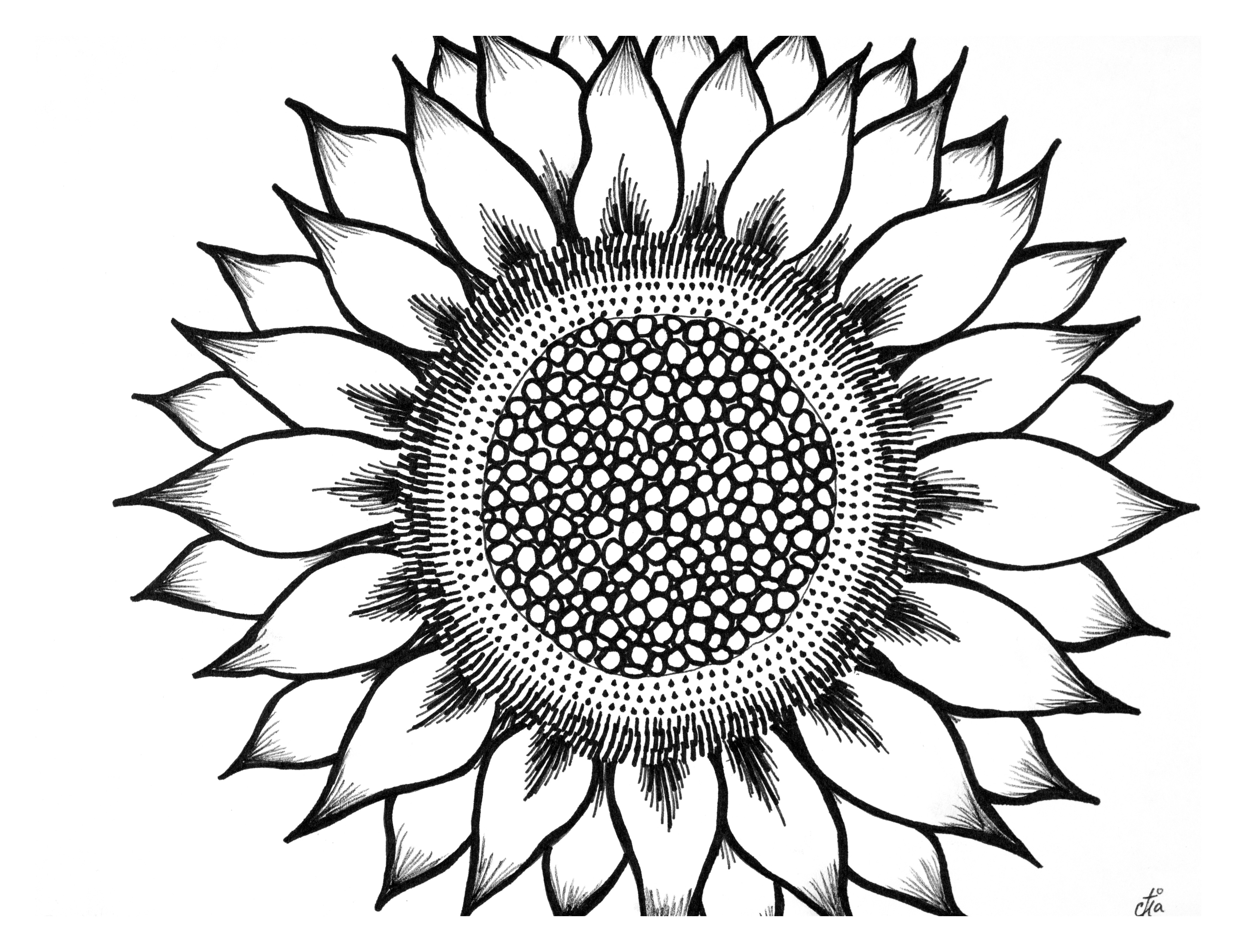 Sunflower  black and white sunflower clipart black and white clipartfox 4