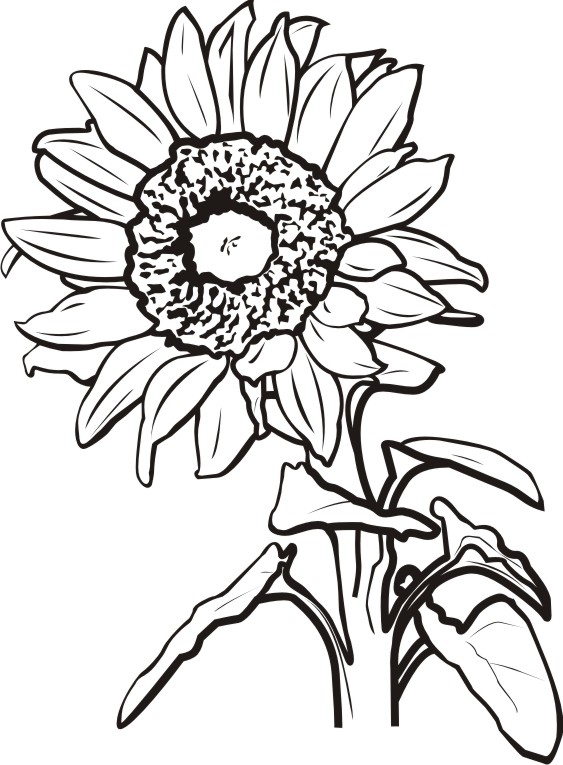 Sunflower Clipart Black And White #26722.