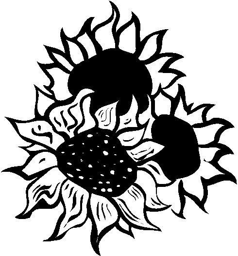 Sunflower  black and white sunflowers clipart black and white free 3
