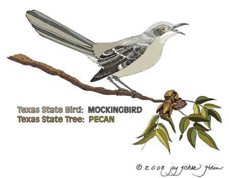 Texas mockingbird clipart