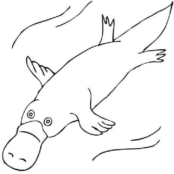Duck billed platypus drawing platypus coloring pages duck billed clip art