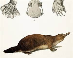 Images about duckbill platypus on clip art