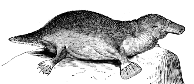 Platypus clipart 12