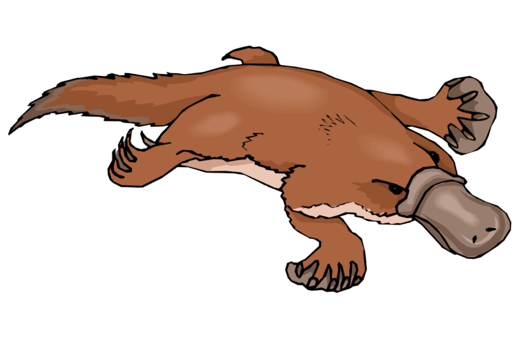 Platypus clipart free images 2 - WikiClipArt