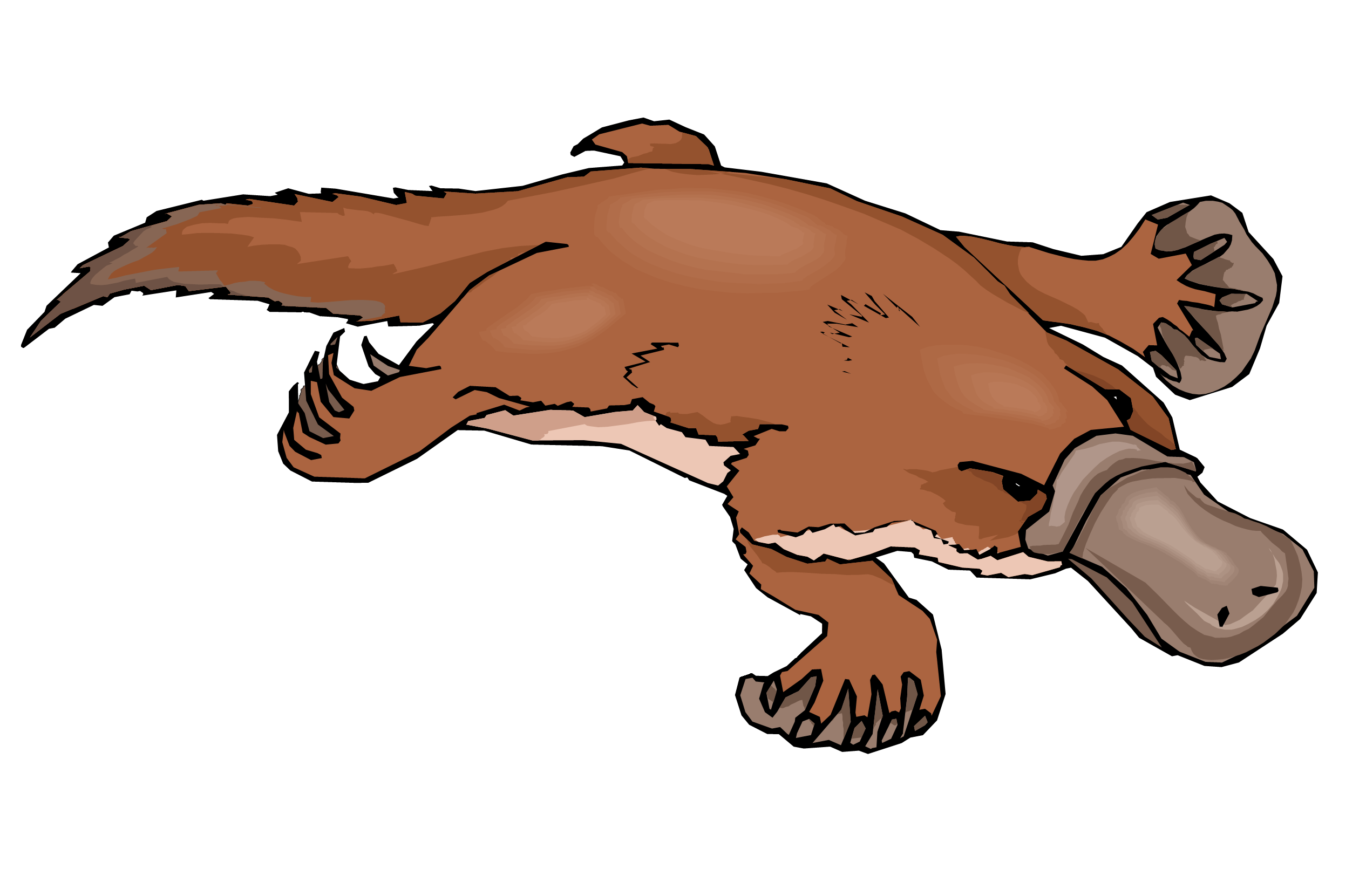 Platypus clipart free images 2