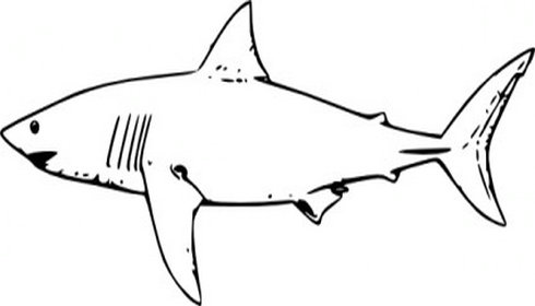 Shark fin fin clipart shark free