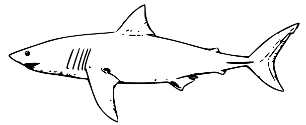 Shark fin shark clip art download