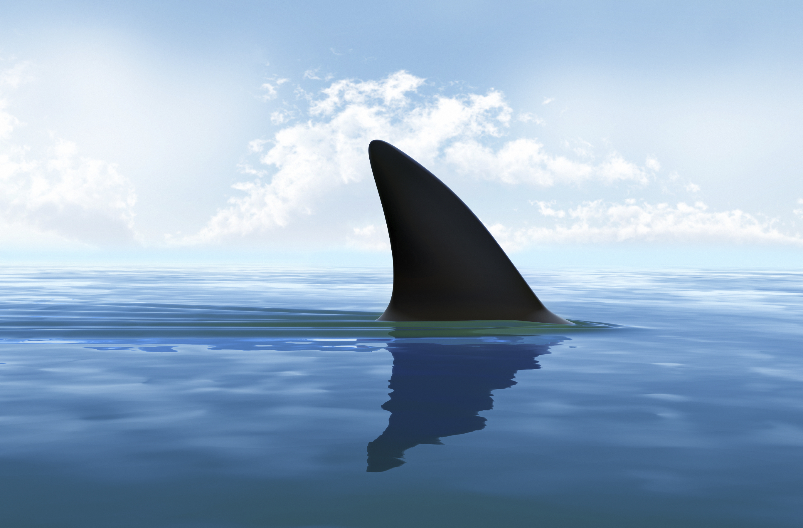 Shark fin shark free download clip art on clipart library