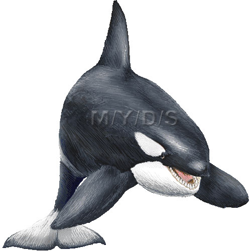 Killer whale orca blackfish seawolf clipart graphics free clip art