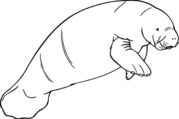 Manatee clipart free images 2