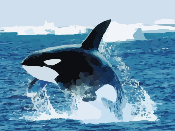 Orca shamu killer whale clip art at vector clip art