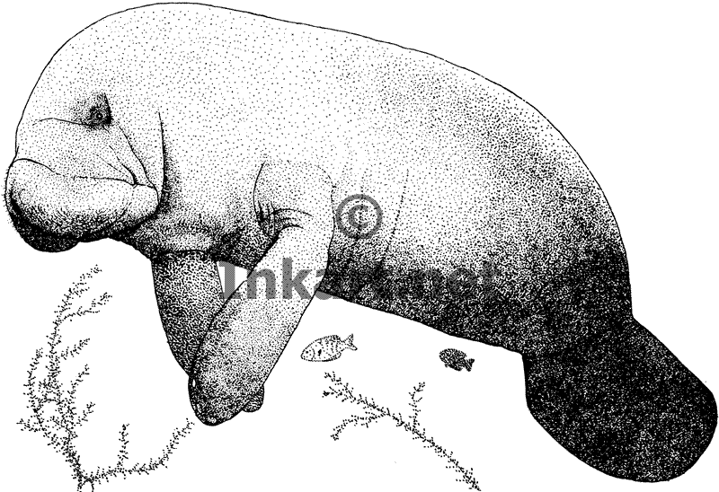 West indian manatee trichechus manatus line art and full color clip art