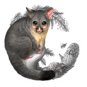 Baby possum clip art clipart download 3 - WikiClipArt