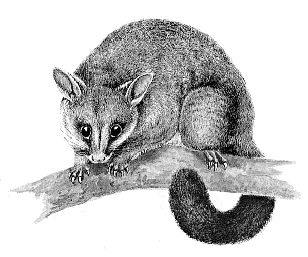 Black and white possum pictures to pin on pinsdaddy clip art