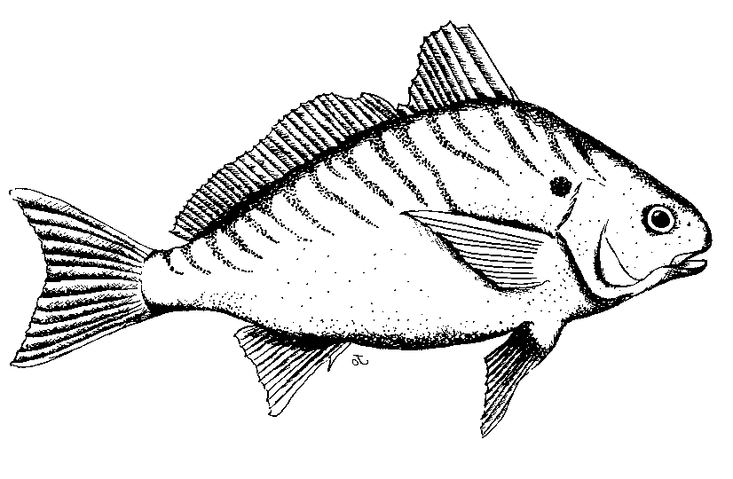 Fish black and white fish clipart