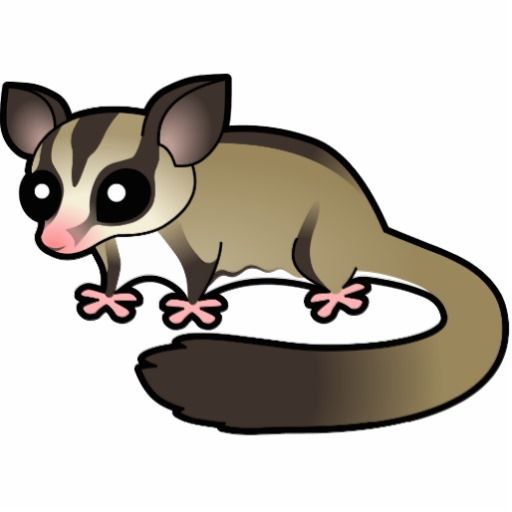 Images about possums on cartoon and clip art