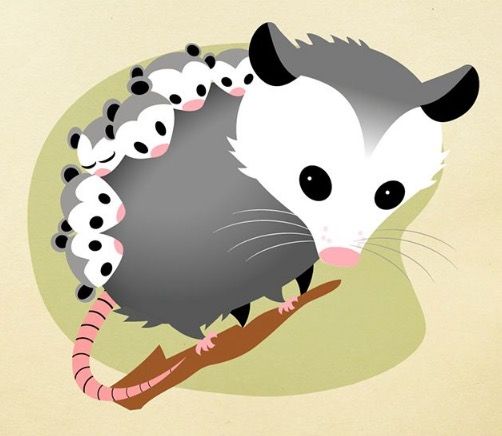 Images about possums on cartoon and clipart