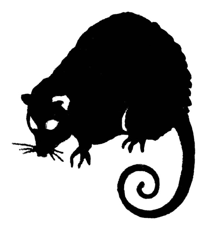 Possum Clipart Free Images 2 Wikiclipart