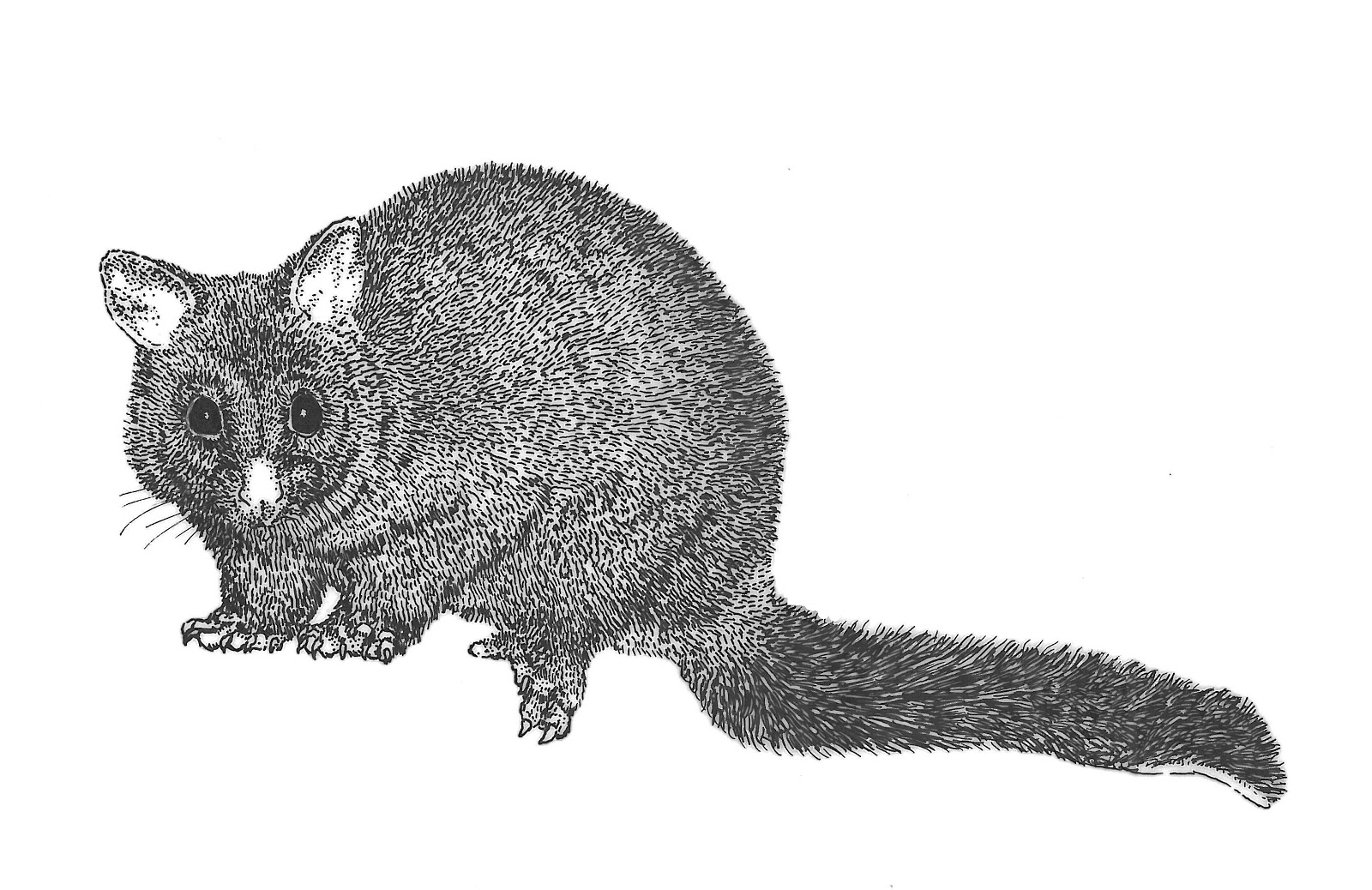 Sleeping possum clip art clipart download 2