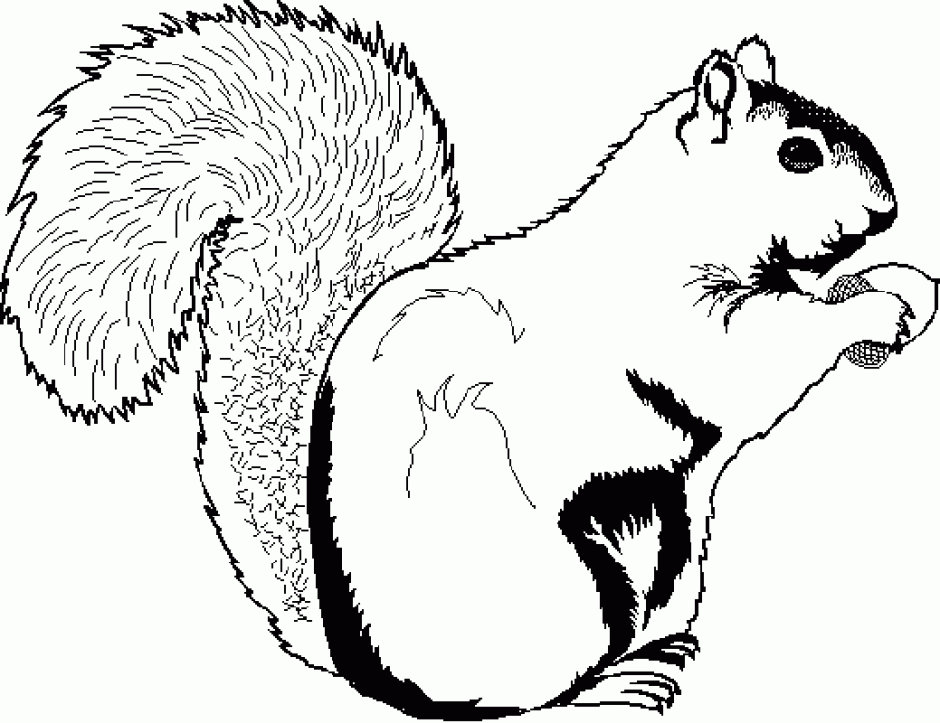 Squirrel  black and white cartoon picture of a squirrel coloring home clip art