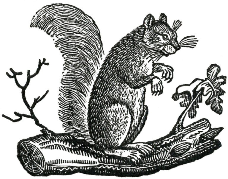 Squirrel black and white free fall clip art primitive squirrels the ...