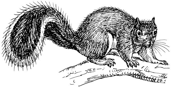 Squirrel  black and white free squirrel clipart 1 page of clip art 2