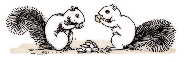 Squirrel  black and white free two squirrels clipart 1 page of clip art
