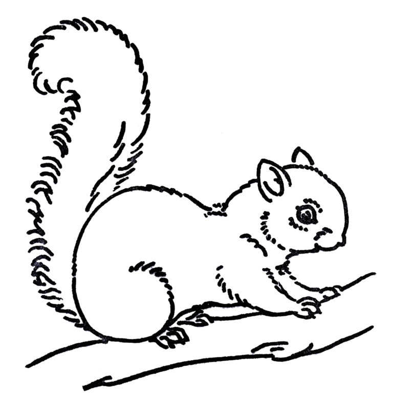 Squirrel black and white squirrel clip art black and white free clipart ...