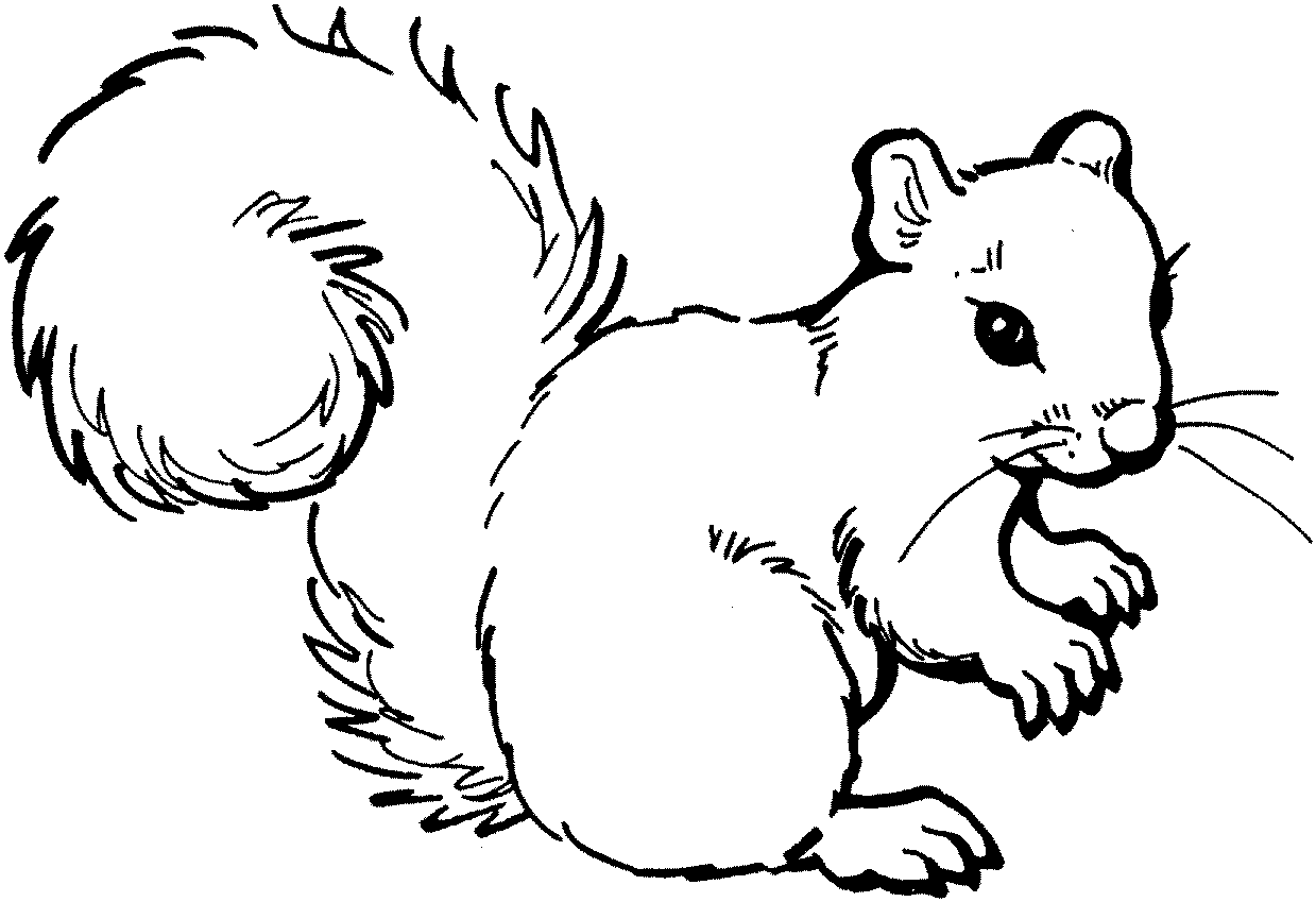 Squirrel  black and white squirrel clip art black and white free clipart