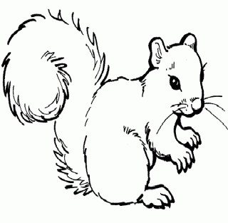 Squirrel  black and white squirrel clip art clipart