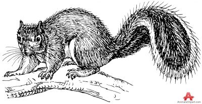 Squirrel  black and white squirrels animals clipart gallery free downloads by