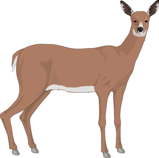 Image of baby deer clipart 6 clip art clipartoons