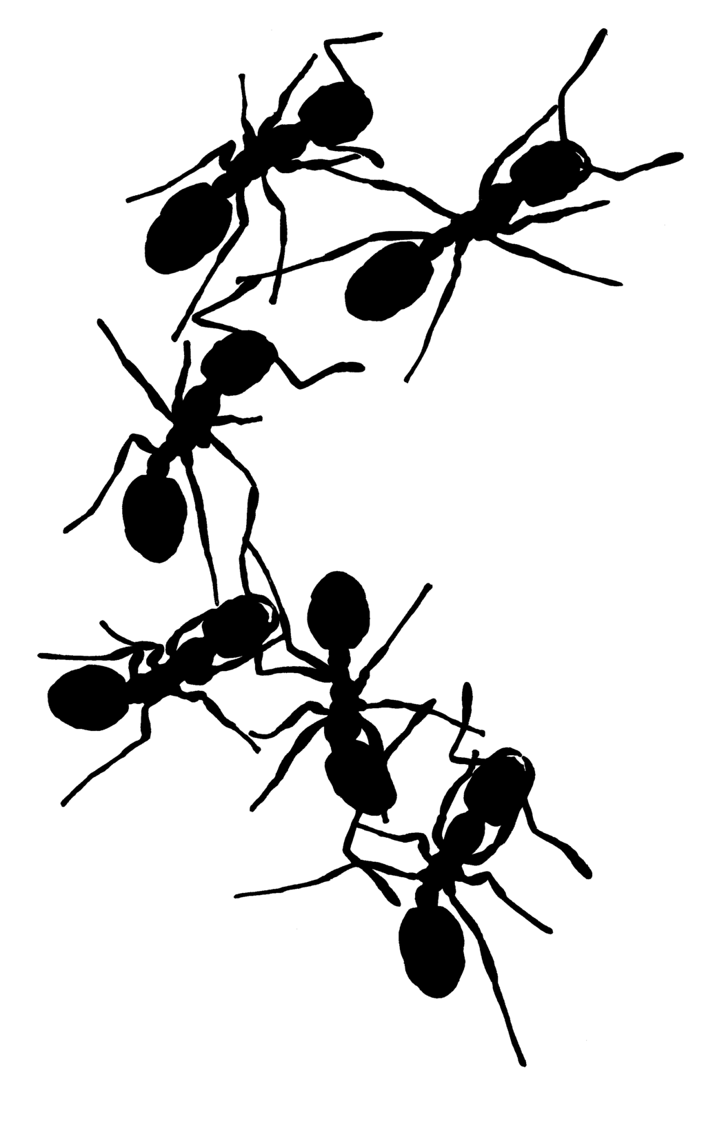 Ant  black and white ant outline clip art the 7