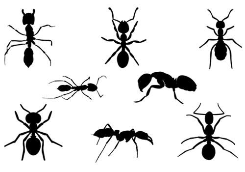 Ant  black and white ant silhouette vector graphics clip artsilhouette