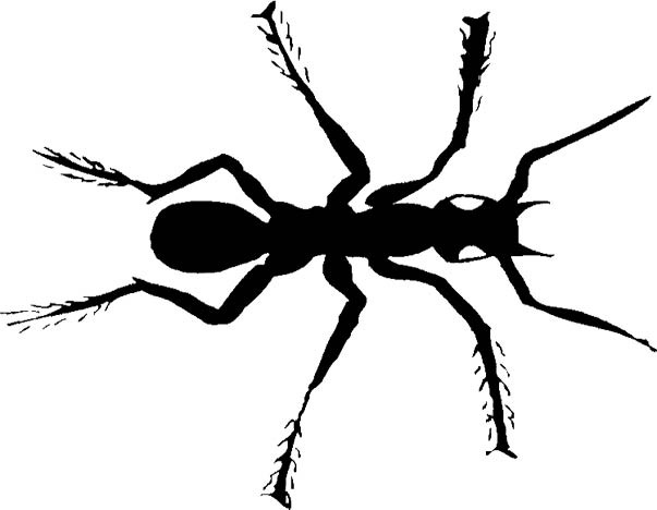 Ant  black and white artificial academy character database clipart