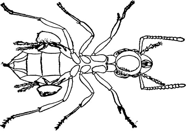 Ant  black and white free ant clipart black ants